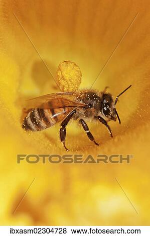 "Western honey bee (Apis mellifera) on pumpkin flower, Hokkaido, Japan, Asien, Asia" View Large Photo Image Stock Photo - "Western honey bee (Apis mellifera) on pumpkin flower, Hokkaido, Japan, Asien, Asia". Fotosearch