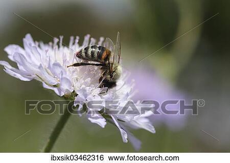"Western Honey Bee (Apis mellifera) on the flower of a Field Scabious (Knautia arvensis), Biberach, Upper Swabia, Baden-Wurttemberg, Germany, Europe" View Large Photo Image Stock Photograph - "Western Honey Bee (Apis mellifera) on the flower of a Field Scabious (Knautia arvensis), Biberach, Upper Swabia, Baden-Wurttemberg, Germany, Europe". Fotosearch