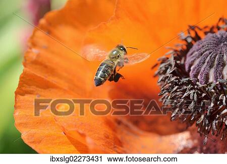 "Western honey bee (Apis mellifera) collecting pollen, attaching pollen on its rear legs, next to an Oriental poppy (Papaver orientale)" View Large Photo Image Stock Image - "Western honey bee (Apis mellifera) collecting pollen, attaching pollen on its rear legs, next to an Oriental poppy (Papaver orientale)". Fotosearch