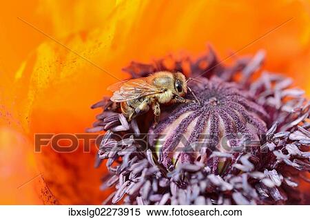 "Western honey bee (Apis mellifera) collecting pollen on a red flower, Oriental poppy (Papaver orientale)" View Large Photo Image Stock Photography - "Western honey bee (Apis mellifera) collecting pollen on a red flower, Oriental poppy (Papaver orientale)". Fotosearch