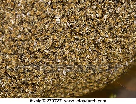 "Western honey bees (Apis mellifera), a large swarm of bees" View Large Photo Image Stock Photo - "Western honey bees (Apis mellifera), a large swarm of bees". Fotosearch