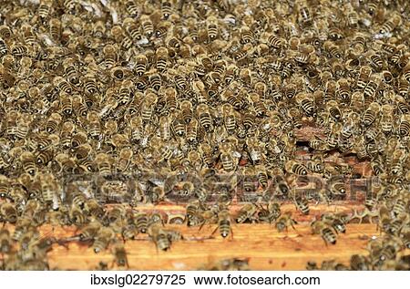 "Western honey bees (Apis mellifera), a large swarm of bees taking possession of a beehive" View Large Photo Image Stock Photography - "Western honey bees (Apis mellifera), a large swarm of bees taking possession of a beehive". Fotosearch