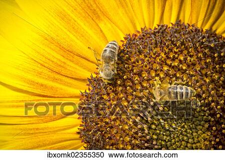 "Western honey bees (Apis mellifera) perched on a sunflower (Helianthus annuus), detailed view of the blossom, Stuttgart, Baden-Wuerttemberg, Germany, Europe" View Large Photo Image Stock Image - "Western honey bees (Apis mellifera) perched on a sunflower (Helianthus annuus), detailed view of the blossom, Stuttgart, Baden-Wuerttemberg, Germany, Europe". Fotosearch