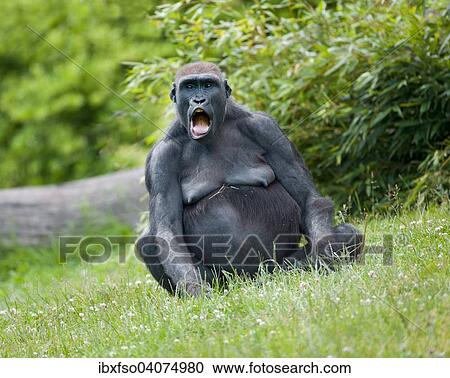 "Western Lowland Gorilla (Gorilla gorilla gorilla), female screaming, captive, Saxony, Germany, Europe" View Large Photo Image Stock Image - "Western Lowland Gorilla (Gorilla gorilla gorilla), female screaming, captive, Saxony, Germany, Europe". Fotosearch