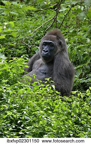 "Western Lowland Gorilla (Gorilla gorilla), Cameroon, Central Africa, Africa" View Large Photo Image Stock Image - "Western Lowland Gorilla (Gorilla gorilla), Cameroon, Central Africa, Africa". Fotosearch