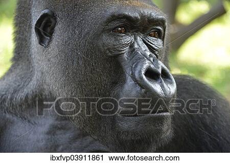 "Western Lowland Gorilla (Gorilla gorilla gorilla), animal portrait, male, Silverback, captive, South-West Region, Cameroon, Africa" View Large Photo Image Stock Image - "Western Lowland Gorilla (Gorilla gorilla gorilla), animal portrait, male, Silverback, captive, South-West Region, Cameroon, Africa". Fotosearch