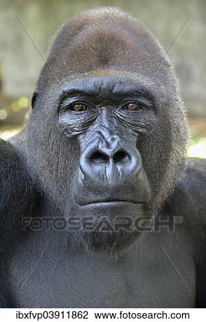 "Western Lowland Gorilla (Gorilla gorilla gorilla), animal portrait, male, Silverback, captive, South-West Region, Cameroon, Africa" View Large Photo Image Stock Image - "Western Lowland Gorilla (Gorilla gorilla gorilla), animal portrait, male, Silverback, captive, South-West Region, Cameroon, Africa". Fotosearch