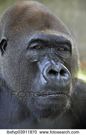 "Western Lowland Gorilla (Gorilla gorilla gorilla), animal portrait, male, Silverback, captive, South-West Region, Cameroon, Africa" View Large Photo Image Stock Image - "Western Lowland Gorilla (Gorilla gorilla gorilla), animal portrait, male, Silverback, captive, South-West Region, Cameroon, Africa". Fotosearch
