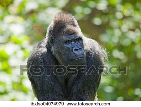 "Western Lowland Gorilla (Gorilla gorilla gorilla), male, captive, Saxony, Germany, Europe" View Large Photo Image Stock Photo - "Western Lowland Gorilla (Gorilla gorilla gorilla), male, captive, Saxony, Germany, Europe". Fotosearch