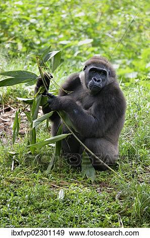 "Western Lowland Gorilla (Gorilla gorilla), Cameroon, Central Africa, Africa" View Large Photo Image Stock Photo - "Western Lowland Gorilla (Gorilla gorilla), Cameroon, Central Africa, Africa". Fotosearch