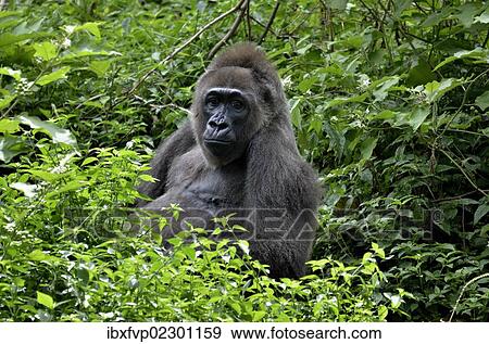 "Western Lowland Gorilla (Gorilla gorilla), Cameroon, Central Africa, Africa" View Large Photo Image Stock Photo - "Western Lowland Gorilla (Gorilla gorilla), Cameroon, Central Africa, Africa". Fotosearch