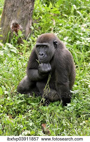 "Western Lowland Gorilla (Gorilla gorilla gorilla), captive, South-West Region, Cameroon, Africa" View Large Photo Image Stock Photo - "Western Lowland Gorilla (Gorilla gorilla gorilla), captive, South-West Region, Cameroon, Africa". Fotosearch
