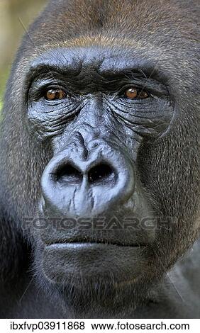 "Western Lowland Gorilla (Gorilla gorilla gorilla), animal portrait, male, Silverback, captive, South-West Region, Cameroon, Africa" View Large Photo Image Stock Photo - "Western Lowland Gorilla (Gorilla gorilla gorilla), animal portrait, male, Silverback, captive, South-West Region, Cameroon, Africa". Fotosearch