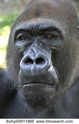 "Western Lowland Gorilla (Gorilla gorilla gorilla), animal portrait, male, Silverback, captive, South-West Region, Cameroon, Africa" View Large Photo Image Stock Photo - "Western Lowland Gorilla (Gorilla gorilla gorilla), animal portrait, male, Silverback, captive, South-West Region, Cameroon, Africa". Fotosearch