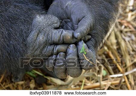 "Western Lowland Gorilla (Gorilla gorilla gorilla), hands, male, Silverback, captive, South-West Region, Cameroon, Africa" View Large Photo Image Stock Photo - "Western Lowland Gorilla (Gorilla gorilla gorilla), hands, male, Silverback, captive, South-West Region, Cameroon, Africa". Fotosearch