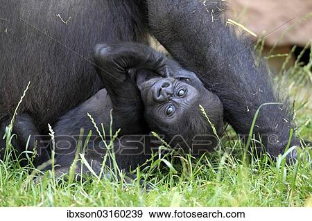 "Western Lowland Gorilla (Gorilla gorilla gorilla), infant, native to Africa, captive, Heidelberg, Baden-Wurttemberg, Germany, Europe" View Large Photo Image Stock Photo - "Western Lowland Gorilla (Gorilla gorilla gorilla), infant, native to Africa, captive, Heidelberg, Baden-Wurttemberg, Germany, Europe". Fotosearch