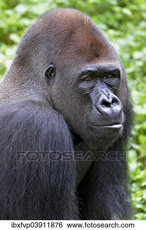 Stock Photograph - "Western Lowland Gorilla (Gorilla gorilla gorilla), animal portrait, male, Silverback, captive, South-West Region, Cameroon, Africa". Fotosearch