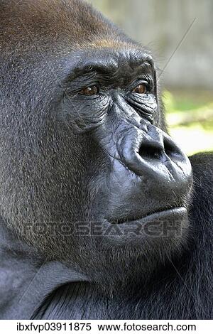 "Western Lowland Gorilla (Gorilla gorilla gorilla), animal portrait, male, Silverback, captive, South-West Region, Cameroon, Africa" View Large Photo Image Stock Photography - "Western Lowland Gorilla (Gorilla gorilla gorilla), animal portrait, male, Silverback, captive, South-West Region, Cameroon, Africa". Fotosearch