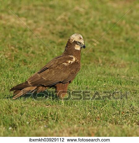 "Western Marsh Harrier (Circus aeruginosus), Feldberg Lake District Nature Park, Mecklenburg-Western Pomerania, Germany, Europe" View Large Photo Image Stock Image - "Western Marsh Harrier (Circus aeruginosus), Feldberg Lake District Nature Park, Mecklenburg-Western Pomerania, Germany, Europe". Fotosearch