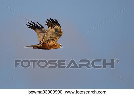 "Western Marsh Harrier (Circus aeruginosus), male in flight, Texel, West Frisian Islands, province of North Holland, Holland, The Netherlands, Europe" View Large Photo Image Stock Image - "Western Marsh Harrier (Circus aeruginosus), male in flight, Texel, West Frisian Islands, province of North Holland, Holland, The Netherlands, Europe". Fotosearch