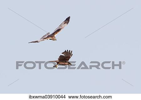 "Western Marsh Harriers (Circus aeruginosus), male and female in flight, Texel, West Frisian Islands, province of North Holland, Holland, The Netherlands, Europe" View Large Photo Image Picture - "Western Marsh Harriers (Circus aeruginosus), male and female in flight, Texel, West Frisian Islands, province of North Holland, Holland, The Netherlands, Europe". Fotosearch