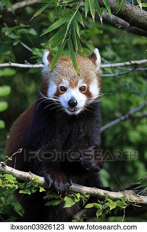 "Western Red Panda (Ailurus fulgens fulgens), adult, on a tree, Asia" View Large Photo Image Stock Image - "Western Red Panda (Ailurus fulgens fulgens), adult, on a tree, Asia". Fotosearch