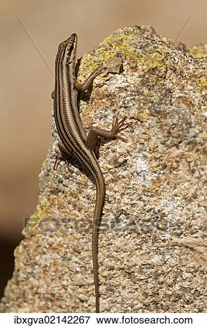 "Western Rock Skink (Trachylepis sulcata), Goegap Nature Reserve, Namaqualand, South Africa, Africa" View Large Photo Image Stock Photo - "Western Rock Skink (Trachylepis sulcata), Goegap Nature Reserve, Namaqualand, South Africa, Africa". Fotosearch