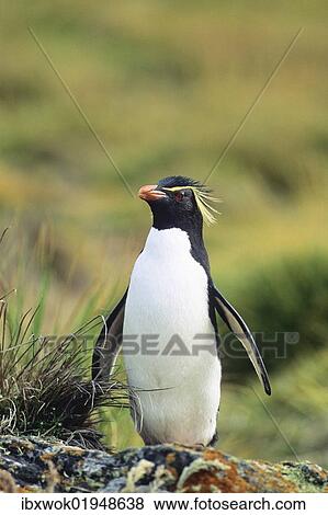 "Western Rockhopper Penguin (Eudyptes chrysocome), Falkland Islands, South America, Subantarctic, South America" View Large Photo Image Stock Photo - "Western Rockhopper Penguin (Eudyptes chrysocome), Falkland Islands, South America, Subantarctic, South America". Fotosearch