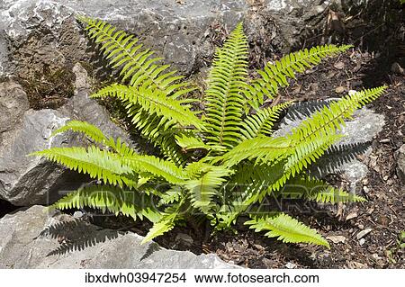 "Western sword fern (Polystichum munitum), North Rhine-Westphalia, Germany, Europe" View Large Photo Image Picture - "Western sword fern (Polystichum munitum), North Rhine-Westphalia, Germany, Europe". Fotosearch