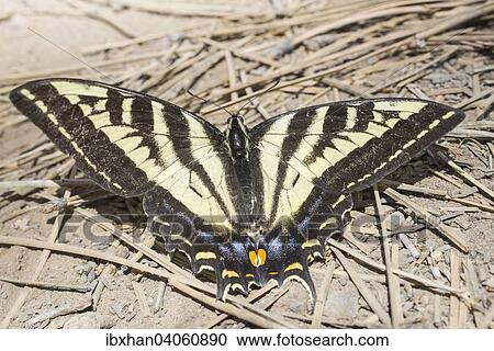 "Western Tiger Swallowtail (Papilio rutulus), Bryce Canyon National Park, Utah, United States, North America" View Large Photo Image Stock Image - "Western Tiger Swallowtail (Papilio rutulus), Bryce Canyon National Park, Utah, United States, North America". Fotosearch