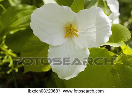 Stock Photo - "Western Wake Robin, Pacific Trillium or Western White Trillium (Trillium ovatum), flower, Quebec Province, Canada, North America". Fotosearch