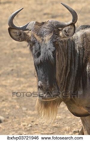 "Western white-bearded wildebees (Connochaetes taurinus mearnsi), portrait, Serengeti, Tanzania, Africa" View Large Photo Image Stock Photograph - "Western white-bearded wildebees (Connochaetes taurinus mearnsi), portrait, Serengeti, Tanzania, Africa". Fotosearch