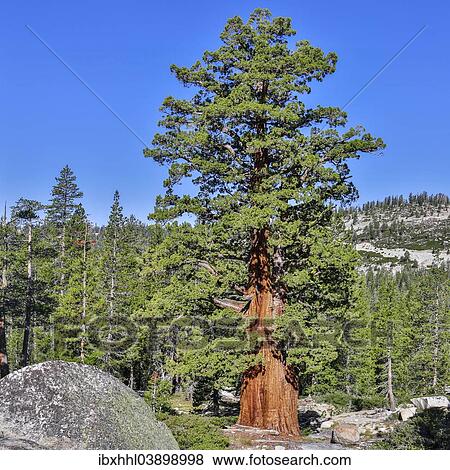 "Western White Pine (Pinus monticola), Yosemite National Park, California, United States, North America" View Large Photo Image Stock Photo - "Western White Pine (Pinus monticola), Yosemite National Park, California, United States, North America". Fotosearch