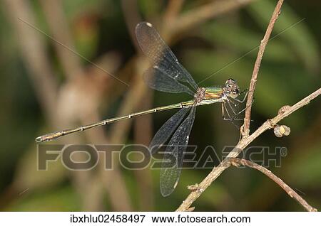Stock Photo - "Western Willow Spreadwing (Lestes viridis) Untergroeningen, Baden-Wuerttemberg, Germany, Europe". Fotosearch