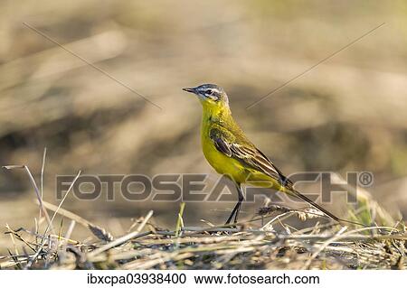 "Western Yellow Wagtail (Motacilla flava) in breeding plumage, Seewinkel, Burgenland, Austria, Europe" View Large Photo Image Stock Image - "Western Yellow Wagtail (Motacilla flava) in breeding plumage, Seewinkel, Burgenland, Austria, Europe". Fotosearch
