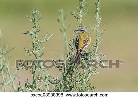 Stock Photo - "Western Yellow Wagtail (Motacilla flava) in breeding plumage, perched on a shrub, Seewinkel, Burgenland, Austria, Europe". Fotosearch