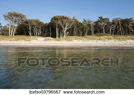 "Weststrand beach and forest, Baltic Sea, Darss, Western Pomerania Lagoon Area National Park, Germany, Europe" View Large Photo Image Stock Photo - "Weststrand beach and forest, Baltic Sea, Darss, Western Pomerania Lagoon Area National Park, Germany, Europe". Fotosearch
