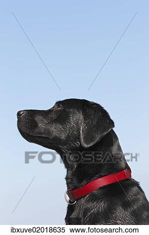 "Wet black Labrador Retriever (Canis lupus familiaris), male" View Large Photo Image Stock Photography - "Wet black Labrador Retriever (Canis lupus familiaris), male". Fotosearch