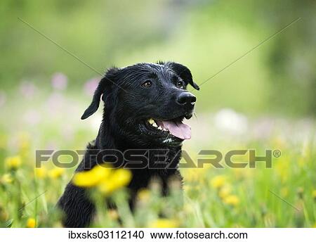 "Wet black Rottweiler crossbreed sitting on flower meadow, portrait, Germany, Europe" View Large Photo Image Stock Image - "Wet black Rottweiler crossbreed sitting on flower meadow, portrait, Germany, Europe". Fotosearch