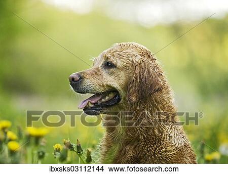 "Wet Golden Retriever bitch in a meadow with dandelions, portrait, Baden-Wurttemberg, Germany, Europe" View Large Photo Image Picture - "Wet Golden Retriever bitch in a meadow with dandelions, portrait, Baden-Wurttemberg, Germany, Europe". Fotosearch