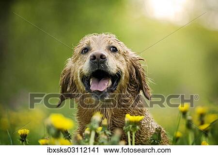Stock Image - "Wet Golden Retriever bitch in a meadow with dandelions, portrait, Baden-Wurttemberg, Germany, Europe". Fotosearch