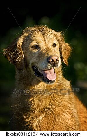 Stock Photo - "Wet Golden Retriever bitch, portrait, Baden-Wurttemberg, Germany, Europe". Fotosearch