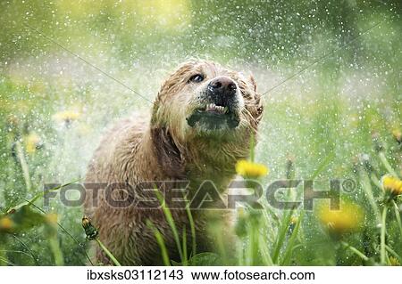 "Wet Golden Retriever bitch shaking itself in a meadow with dandelions, portrait, Baden-Wurttemberg, Germany, Europe" View Large Photo Image Stock Image - "Wet Golden Retriever bitch shaking itself in a meadow with dandelions, portrait, Baden-Wurttemberg, Germany, Europe". Fotosearch