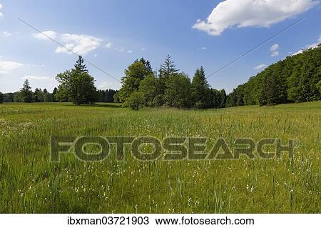 "Wet meadow with Cotton Grass (Eriophorum sp. ), Naturschutzgebiet Magnetsrieder Hardt, Magnetsried, Upper Bavaria, Bavaria, Germany, Europe" View Large Photo Image Stock Image - "Wet meadow with Cotton Grass (Eriophorum sp. ), Naturschutzgebiet Magnetsrieder Hardt, Magnetsried, Upper Bavaria, Bavaria, Germany, Europe". Fotosearch