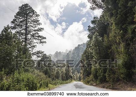 "Wet road surrounded by trees and shrubs, La Palma, Canary Islands, Spain, Europe" View Large Photo Image Stock Image - "Wet road surrounded by trees and shrubs, La Palma, Canary Islands, Spain, Europe". Fotosearch