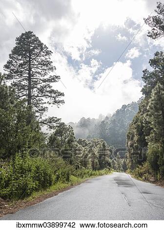 "Wet road surrounded by trees and shrubs, La Palma, Canary Islands, Spain, Europe" View Large Photo Image Stock Image - "Wet road surrounded by trees and shrubs, La Palma, Canary Islands, Spain, Europe". Fotosearch