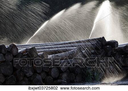"Wet storage, artificial irrigation for the preservation of tree trunks, Neustadt, Titisee-Neustadt, Black Forest, Baden-Wurttemberg, Germany, Europe" View Large Photo Image Stock Image - "Wet storage, artificial irrigation for the preservation of tree trunks, Neustadt, Titisee-Neustadt, Black Forest, Baden-Wurttemberg, Germany, Europe". Fotosearch