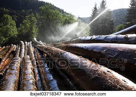"Wet storage, artificial irrigation for the preservation of tree trunks, Neustadt, Titisee-Neustadt, Black Forest, Baden-Wurttemberg, Germany, Europe" View Large Photo Image Stock Photo - "Wet storage, artificial irrigation for the preservation of tree trunks, Neustadt, Titisee-Neustadt, Black Forest, Baden-Wurttemberg, Germany, Europe". Fotosearch