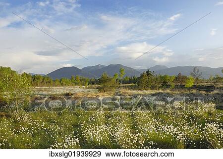 "Wetland bog with blooming cotton grass (Eriophorum), Koller Filze bog, Nicklheim, Bavaria, Germany, Europe" View Large Photo Image Stock Photo - "Wetland bog with blooming cotton grass (Eriophorum), Koller Filze bog, Nicklheim, Bavaria, Germany, Europe". Fotosearch