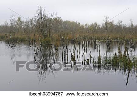 "Wetland rehydration with dead Birch trees (Betula pubescens), Bargerveen, Drenthe Province, The Netherlands, Europe" View Large Photo Image Stock Photo - "Wetland rehydration with dead Birch trees (Betula pubescens), Bargerveen, Drenthe Province, The Netherlands, Europe". Fotosearch